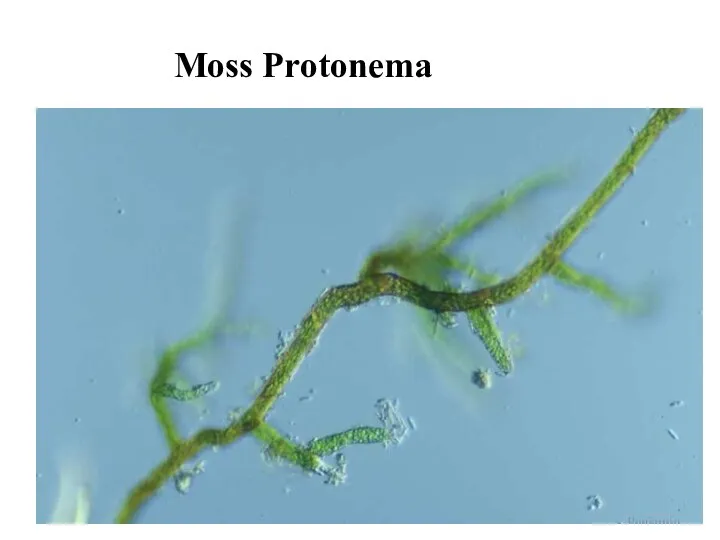 Moss Protonema