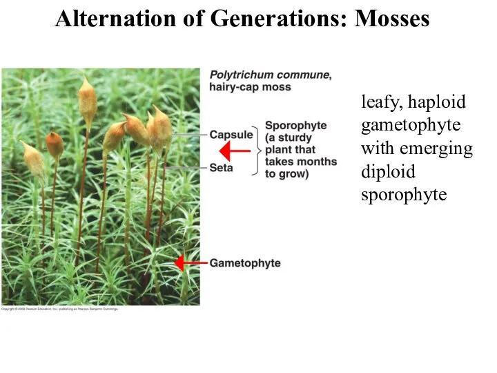 Alternation of Generations: Mosses leafy, haploid gametophyte with emerging diploid sporophyte