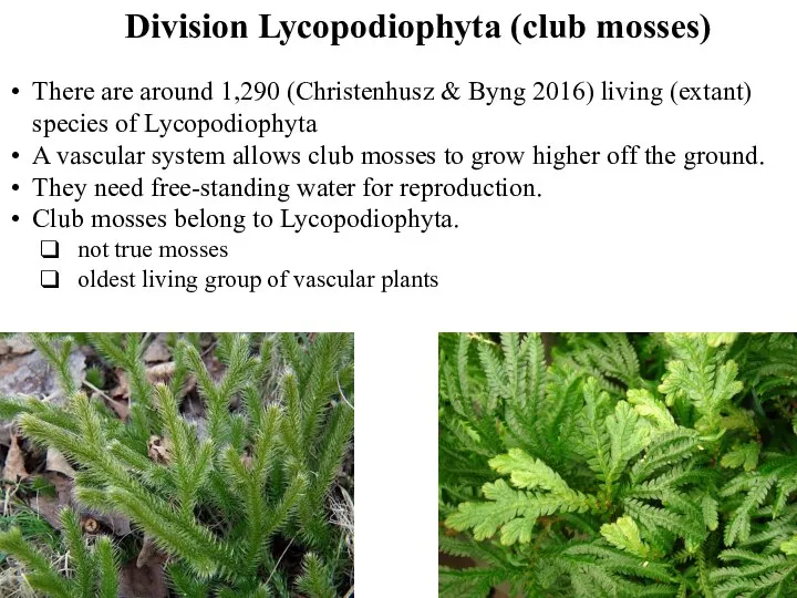 Division Lycopodiophyta (club mosses) There are around 1,290 (Christenhusz & Byng 2016)