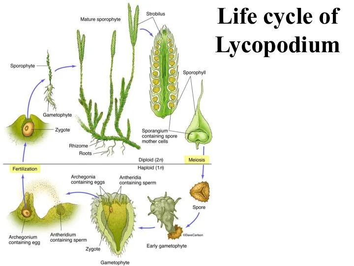 Life cycle of Lycopodium