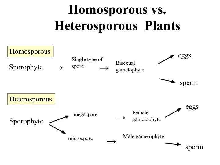Homosporous vs. Heterosporous Plants Homosporous Sporophyte Bisexual gametophyte → → Single type