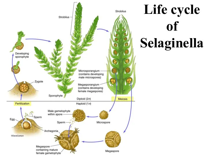 Life cycle of Selaginella