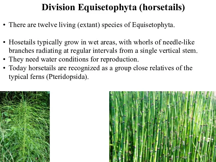Division Equisetophyta (horsetails) There are twelve living (extant) species of Equisetophyta. Hosetails