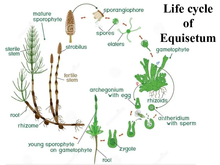 Life cycle of Equisetum