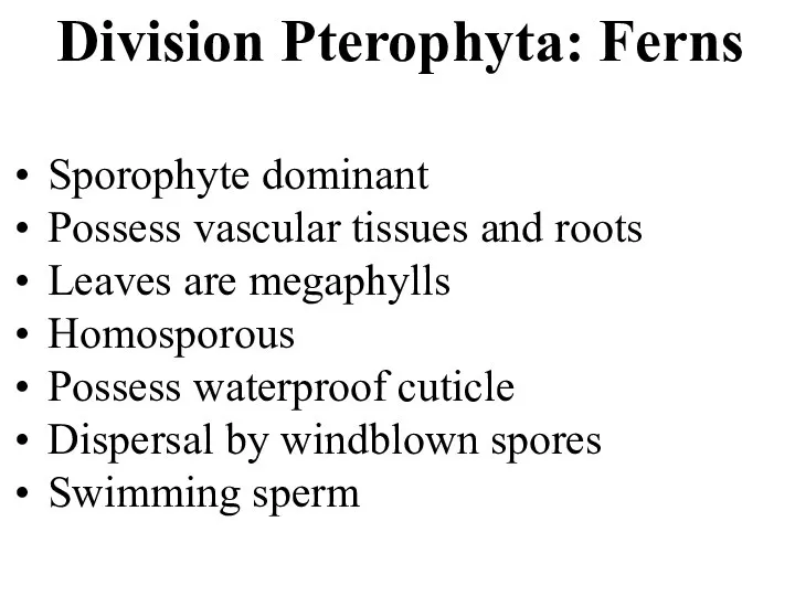 Division Pterophyta: Ferns Sporophyte dominant Possess vascular tissues and roots Leaves are
