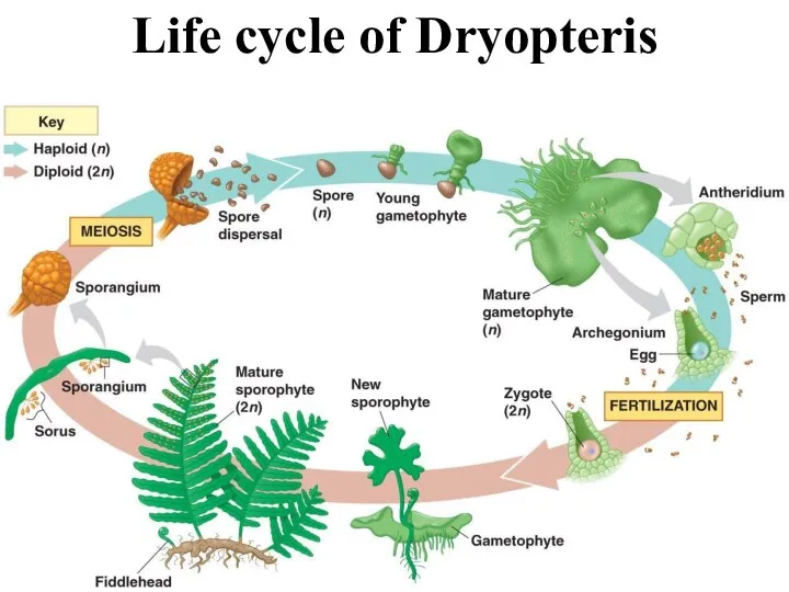 Life cycle of Dryopteris