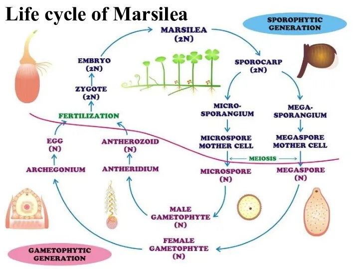 Life cycle of Marsilea
