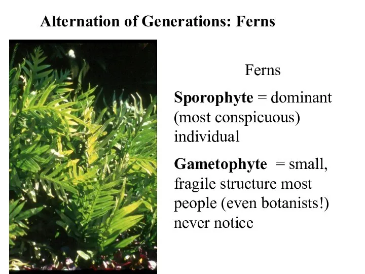 Alternation of Generations: Ferns Ferns Sporophyte = dominant (most conspicuous) individual Gametophyte