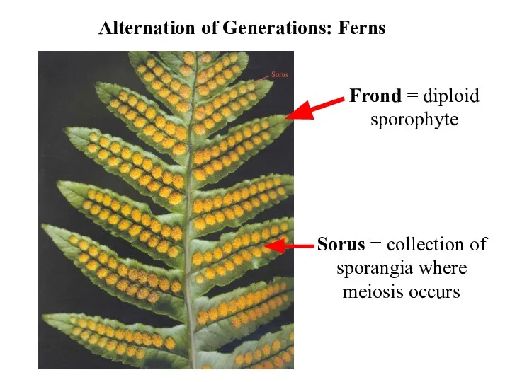 Alternation of Generations: Ferns Frond = diploid sporophyte Sorus = collection of sporangia where meiosis occurs