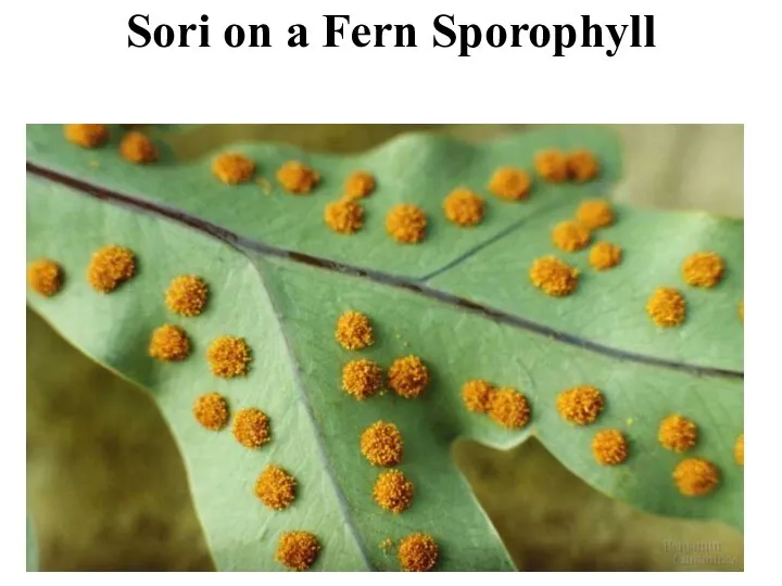 Sori on a Fern Sporophyll