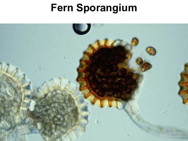 Fern Sporangium