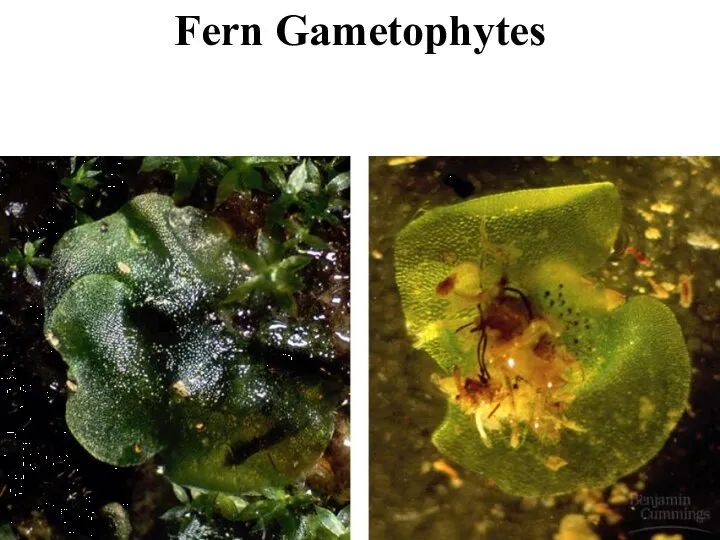 Fern Gametophytes