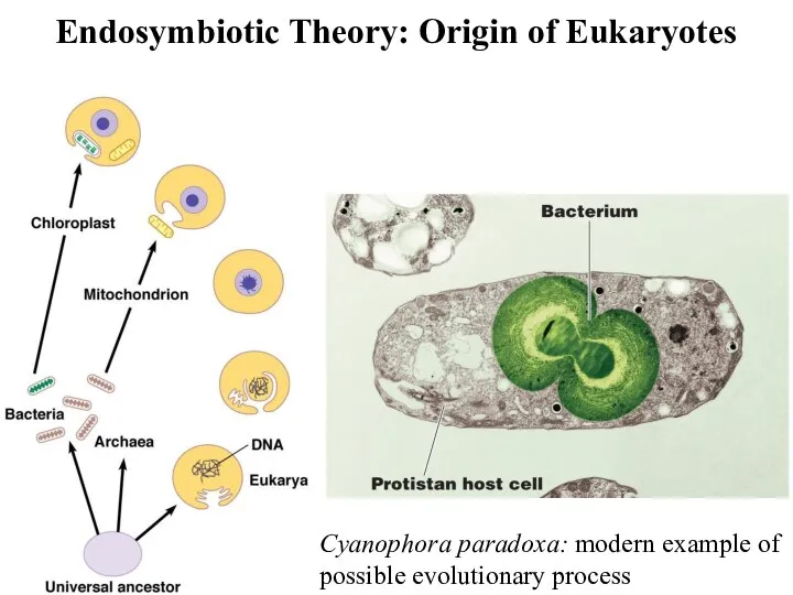 Endosymbiotic Theory: Origin of Eukaryotes Cyanophora paradoxa: modern example of possible evolutionary process