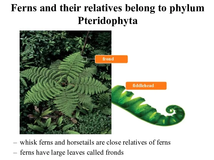 Ferns and their relatives belong to phylum Pteridophyta whisk ferns and horsetails