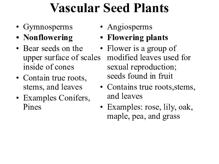 Vascular Seed Plants Gymnosperms Nonflowering Bear seeds on the upper surface of