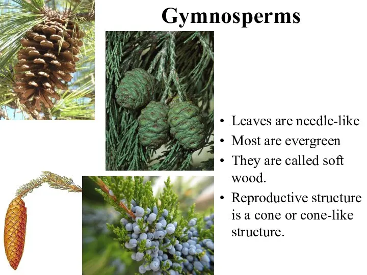 Gymnosperms Leaves are needle-like Most are evergreen They are called soft wood.