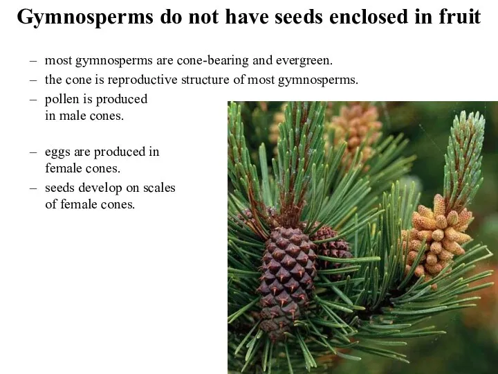 Gymnosperms do not have seeds enclosed in fruit most gymnosperms are cone-bearing