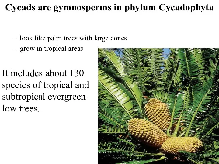 Cycads are gymnosperms in phylum Cycadophyta look like palm trees with large