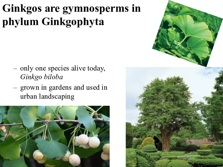 Ginkgos are gymnosperms in phylum Ginkgophyta only one species alive today, Ginkgo
