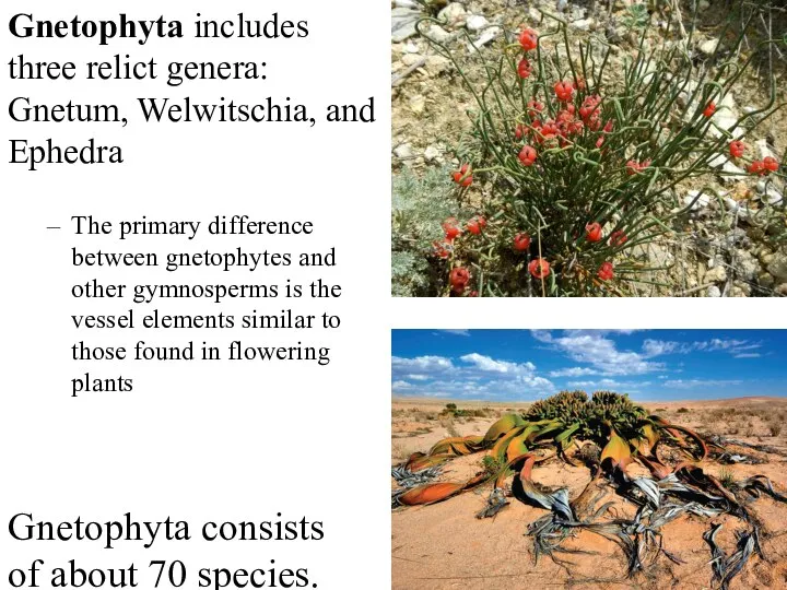Gnetophyta includes three relict genera: Gnetum, Welwitschia, and Ephedra The primary difference