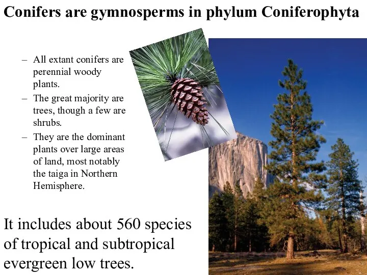 Conifers are gymnosperms in phylum Coniferophyta All extant conifers are perennial woody
