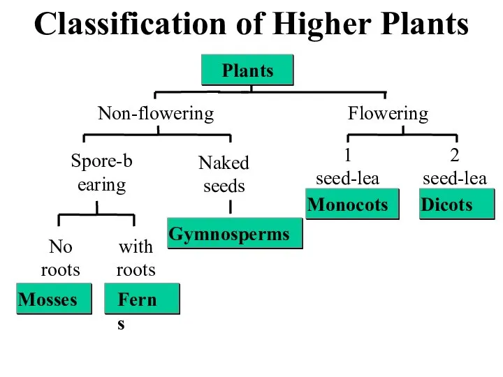 Classification of Higher Plants Non-flowering Plants Flowering Spore-bearing Naked seeds No roots