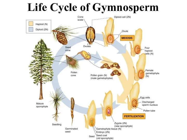 Life Cycle of Gymnosperm