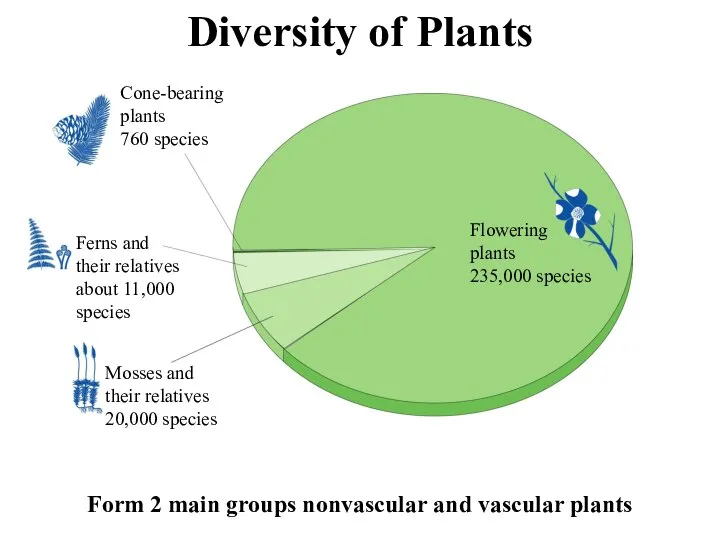 Diversity of Plants Cone-bearing plants 760 species Ferns and their relatives about