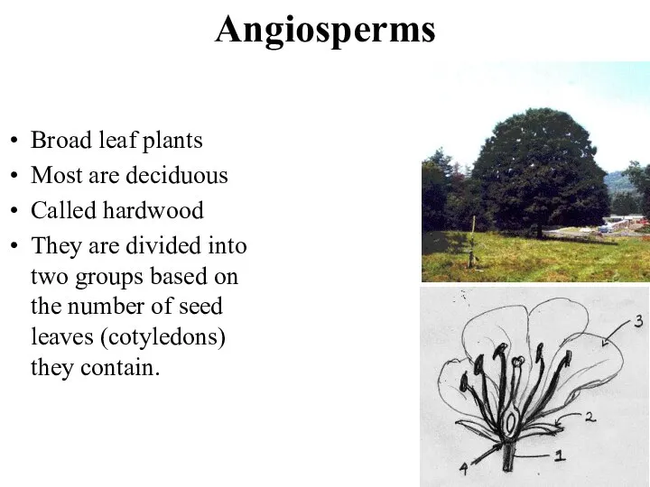 Angiosperms Broad leaf plants Most are deciduous Called hardwood They are divided