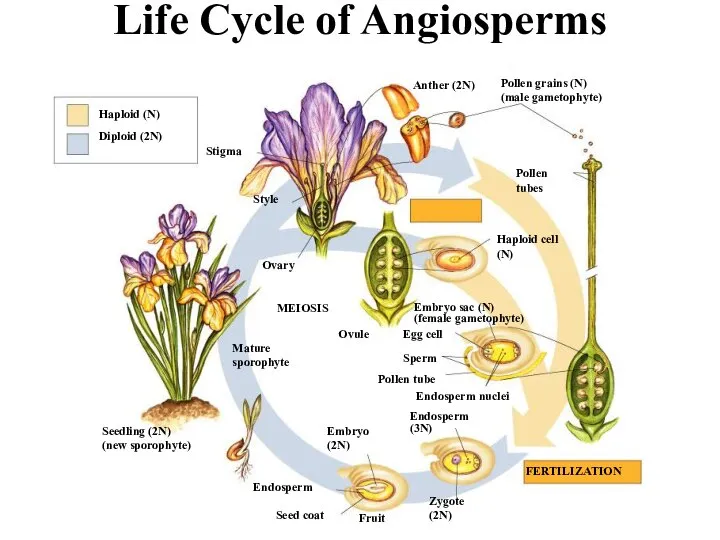 Haploid (N) Diploid (2N) MEIOSIS FERTILIZATION Ovule Life Cycle of Angiosperms