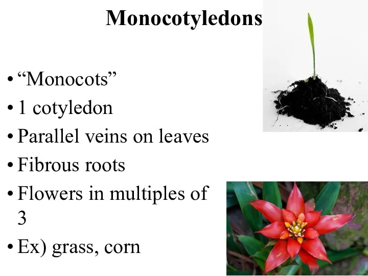 Monocotyledons “Monocots” 1 cotyledon Parallel veins on leaves Fibrous roots Flowers in