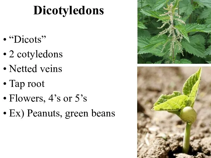 Dicotyledons “Dicots” 2 cotyledons Netted veins Tap root Flowers, 4’s or 5’s Ex) Peanuts, green beans