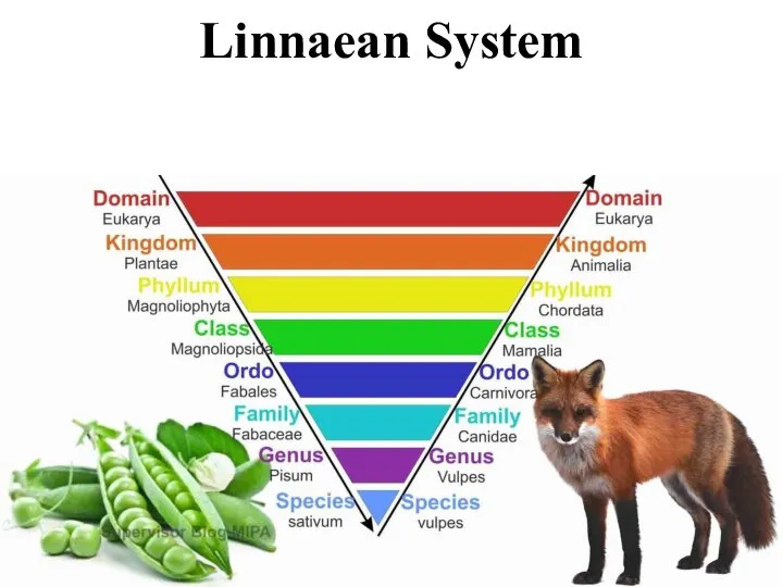 Linnaean System