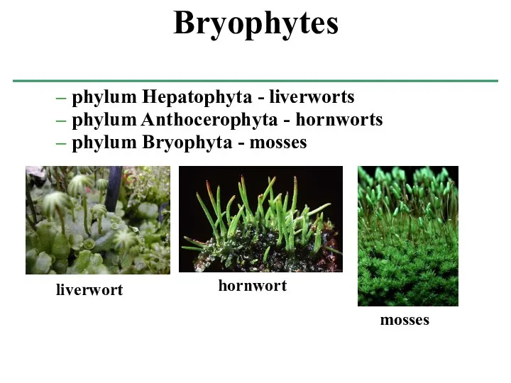 phylum Hepatophyta - liverworts phylum Anthocerophyta - hornworts phylum Bryophyta - mosses Bryophytes liverwort hornwort mosses