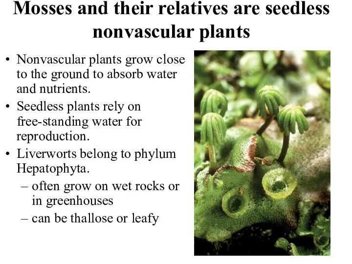 Mosses and their relatives are seedless nonvascular plants Nonvascular plants grow close