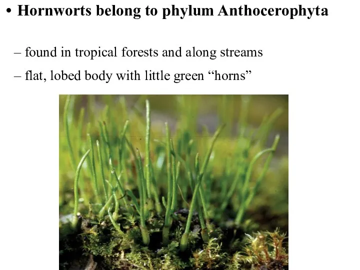 Hornworts belong to phylum Anthocerophyta found in tropical forests and along streams