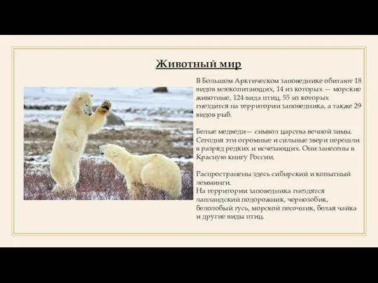 Животный мир В Большом Арктическом заповеднике обитают 18 видов млекопитающих, 14 из