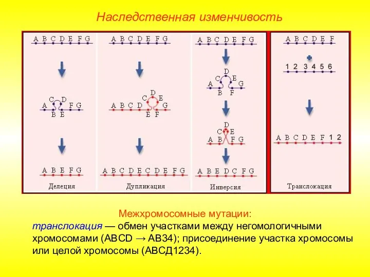 Межхромосомные мутации: транслокация — обмен участками между негомологичными хромосомами (АВCD → AB34);