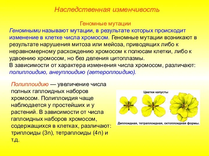 Геномные мутации Геномными называют мутации, в результате которых происходит изменение в клетке