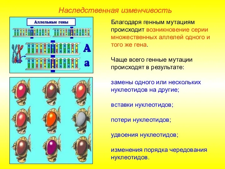 Благодаря генным мутациям происходит возникновение серии множественных аллелей одного и того же