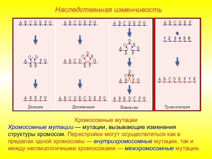 Хромосомные мутации Хромосомные мутации — мутации, вызывающие изменения структуры хромосом. Перестройки могут