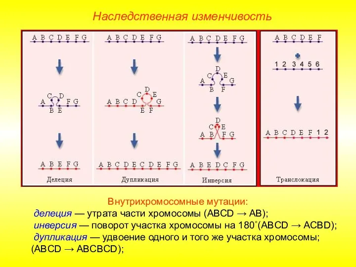 Внутрихромосомные мутации: делеция — утрата части хромосомы (АВСD → AB); инверсия —