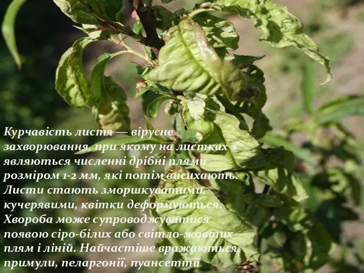 Курчавість листя — вірусне захворювання, при якому на листках з’являються численні дрібні