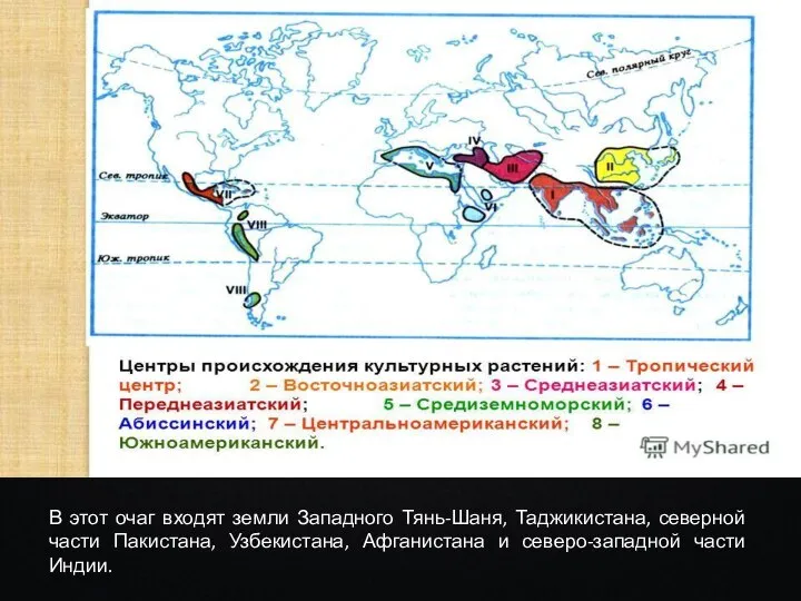 В этот очаг входят земли Западного Тянь-Шаня, Таджикистана, северной части Пакистана, Узбекистана,