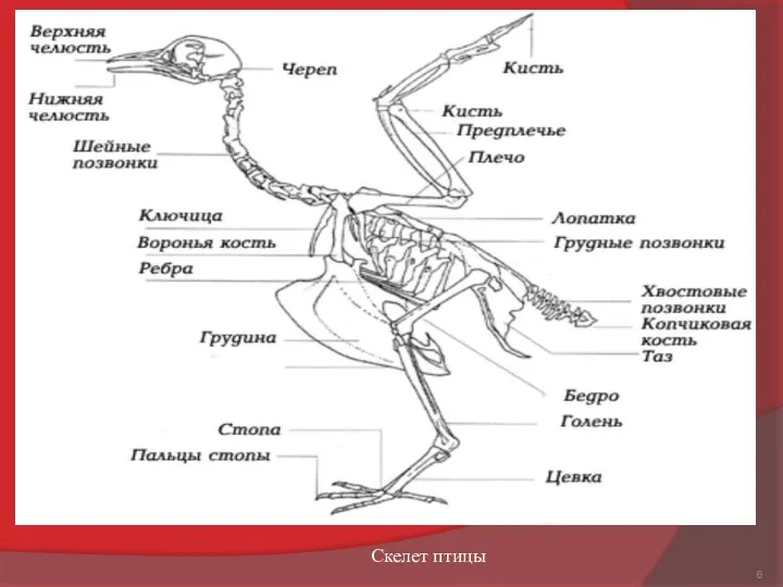 Скелет птицы