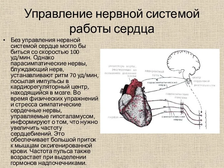 Управление нервной системой работы сердца Без управления нервной системой сердце могло бы