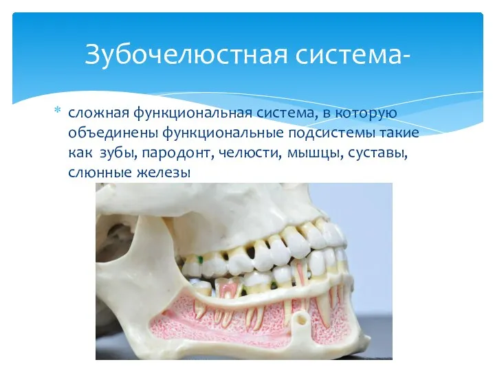 сложная функциональная система, в которую объединены функциональные подсистемы такие как зубы, пародонт,