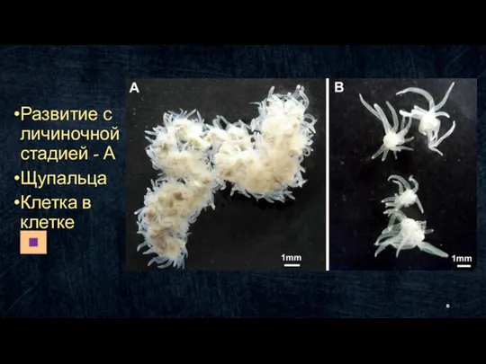 Развитие с личиночной стадией - А Щупальца Клетка в клетке