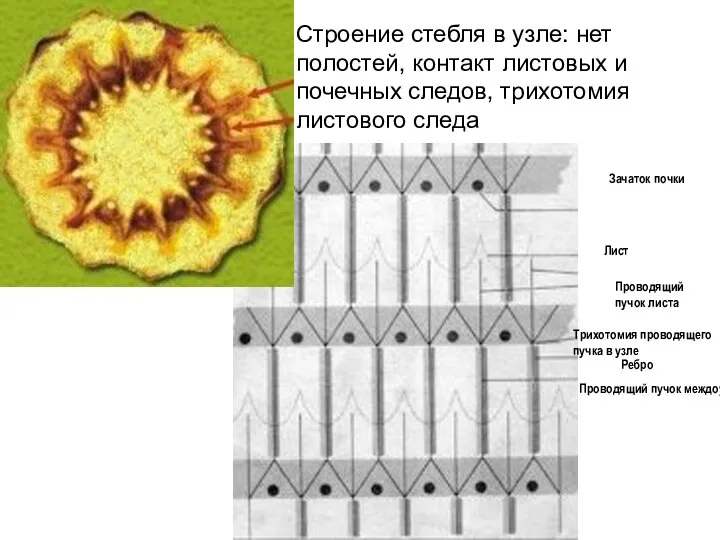 Проводящий пучок листа Зачаток почки Лист Узел Междоузлие Проводящий пучок междоузлия Ребро