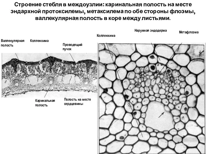 Строение стебля в междоузлии: каринальная полость на месте эндархной протоксилемы, метаксилема по